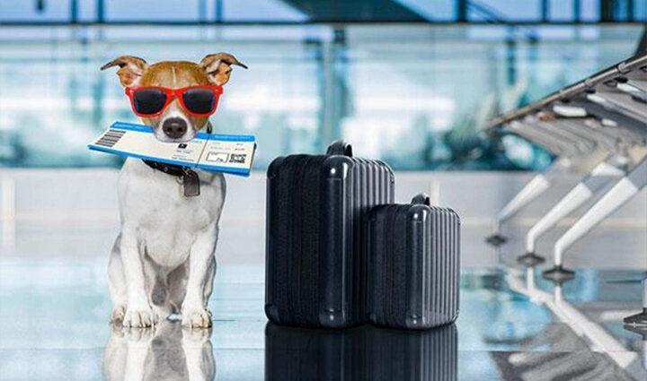 Como viajar com pet para os Estados Unidos