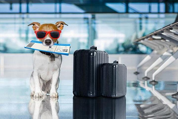 Como viajar com pet para os Estados Unidos