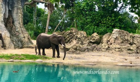 Elefante no Animal Kingdom