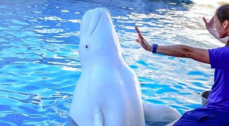 Beluga e treinadora no Seaworld