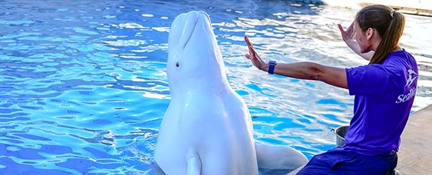 Beluga e treinadora no Seaworld