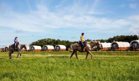 Cavalos em Westgate River Ranch