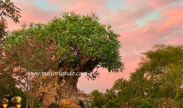 Símbolo do parque Animal Kingdom, a árvore da vida